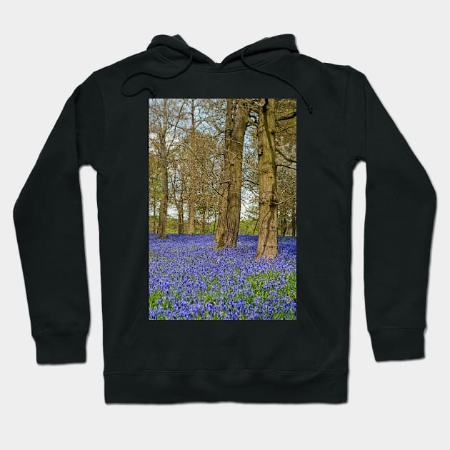 Bluebell Woods Greys Court Oxfordshire England Hoodie by AndyEvansPhotos